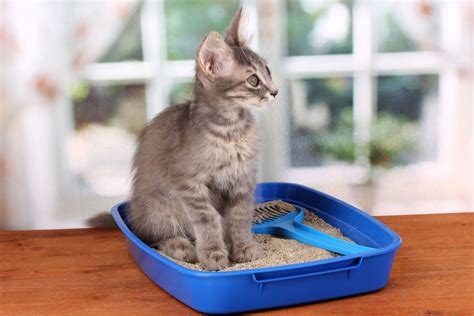 Exploring High-Tech Solutions for Automatic Cat Litter Boxes